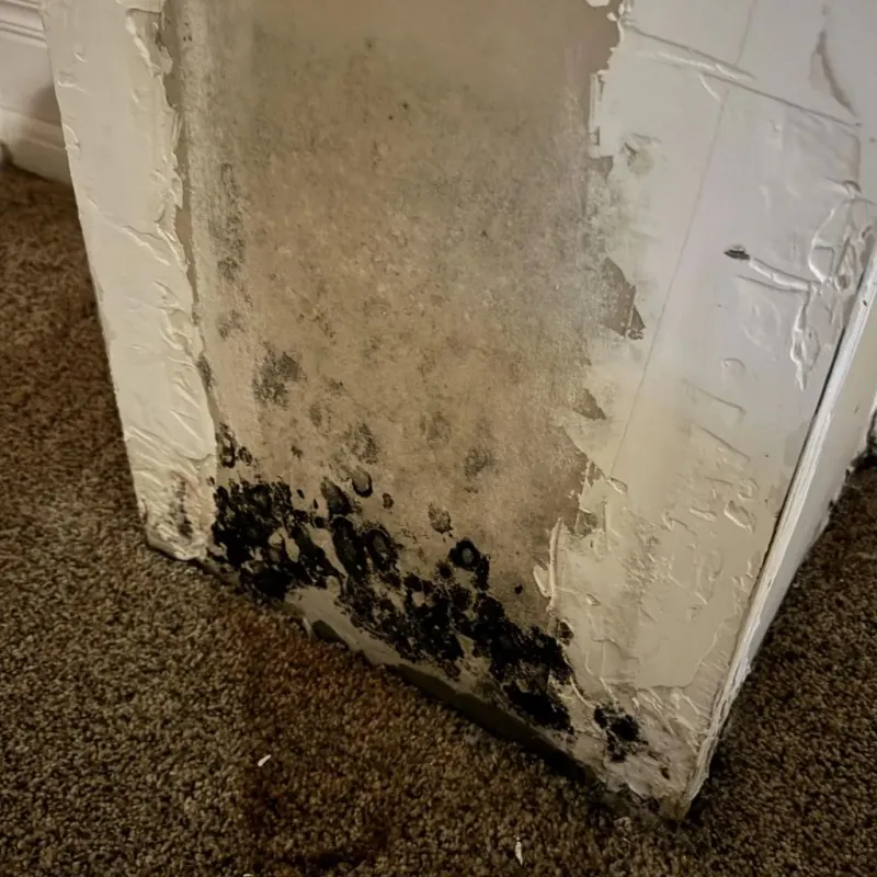 Professional Mold Removal in Andrew County, MO